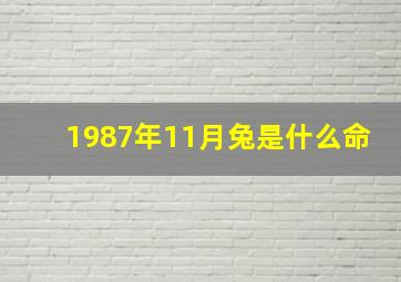 1987年11月兔是什么命