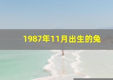 1987年11月出生的兔