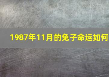 1987年11月的兔子命运如何