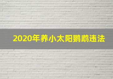 2020年养小太阳鹦鹉违法