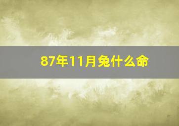 87年11月兔什么命