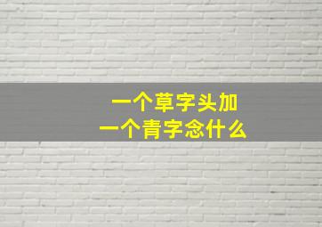 一个草字头加一个青字念什么