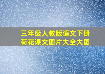 三年级人教版语文下册荷花课文图片大全大图