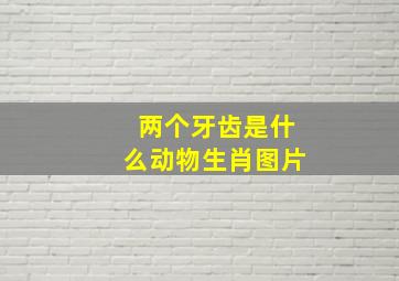 两个牙齿是什么动物生肖图片