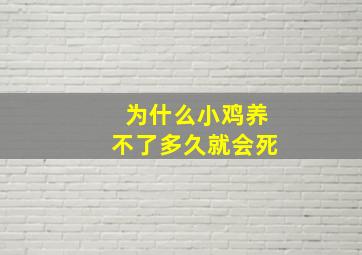 为什么小鸡养不了多久就会死