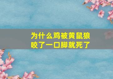 为什么鸡被黄鼠狼咬了一口脚就死了