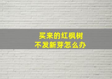 买来的红枫树不发新芽怎么办