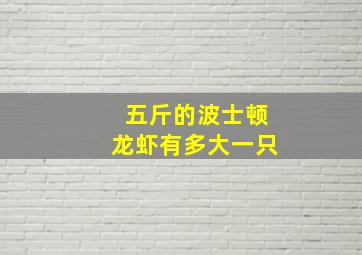 五斤的波士顿龙虾有多大一只