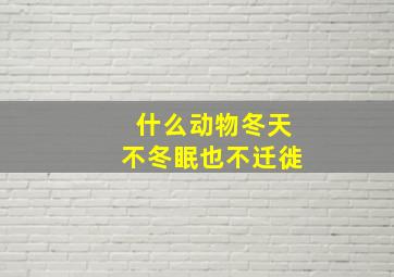 什么动物冬天不冬眠也不迁徙