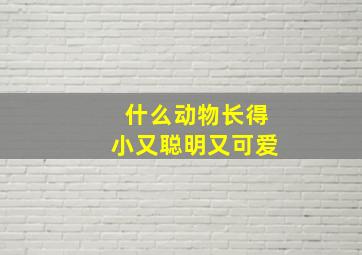 什么动物长得小又聪明又可爱