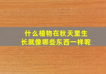 什么植物在秋天里生长就像哪些东西一样呢