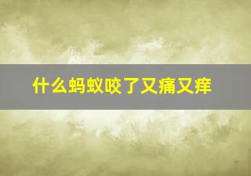 什么蚂蚁咬了又痛又痒