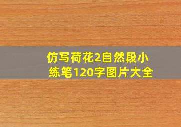 仿写荷花2自然段小练笔120字图片大全