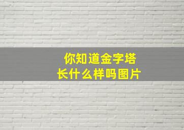 你知道金字塔长什么样吗图片