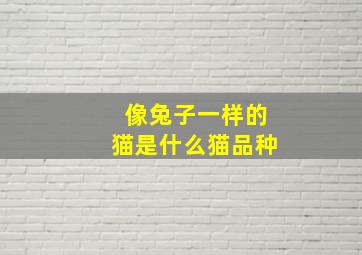 像兔子一样的猫是什么猫品种