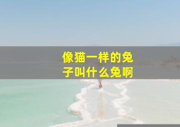 像猫一样的兔子叫什么兔啊