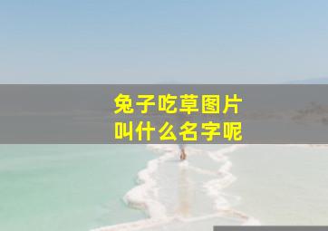 兔子吃草图片叫什么名字呢