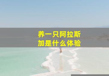 养一只阿拉斯加是什么体验