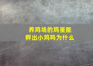 养鸡场的鸡蛋能孵出小鸡吗为什么