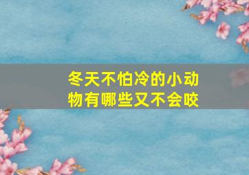 冬天不怕冷的小动物有哪些又不会咬