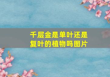 千层金是单叶还是复叶的植物吗图片