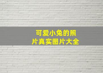 可爱小兔的照片真实图片大全