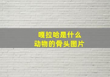 嘎拉哈是什么动物的骨头图片