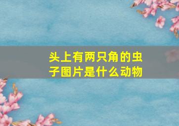 头上有两只角的虫子图片是什么动物