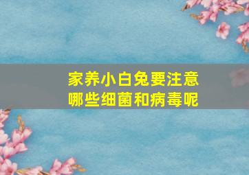 家养小白兔要注意哪些细菌和病毒呢