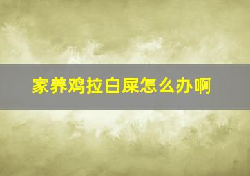 家养鸡拉白屎怎么办啊