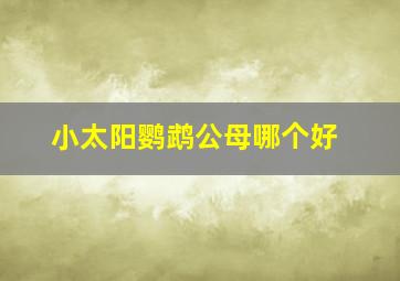 小太阳鹦鹉公母哪个好