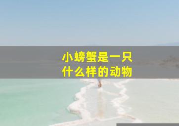 小螃蟹是一只什么样的动物