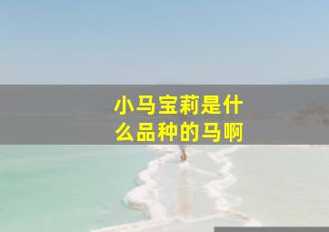 小马宝莉是什么品种的马啊