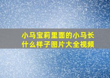 小马宝莉里面的小马长什么样子图片大全视频