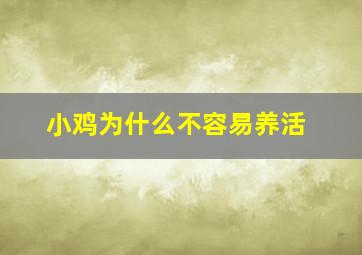 小鸡为什么不容易养活