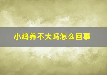 小鸡养不大吗怎么回事