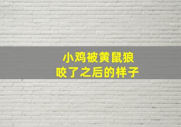 小鸡被黄鼠狼咬了之后的样子