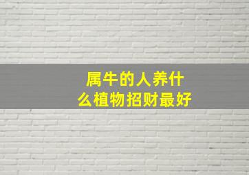 属牛的人养什么植物招财最好