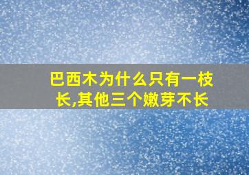 巴西木为什么只有一枝长,其他三个嫩芽不长