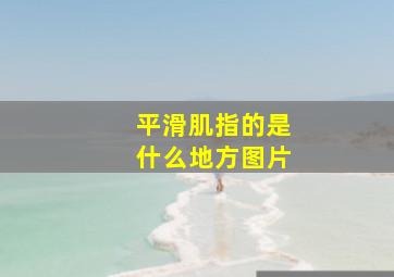 平滑肌指的是什么地方图片