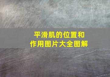 平滑肌的位置和作用图片大全图解