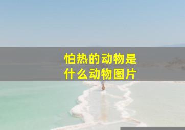 怕热的动物是什么动物图片