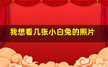 我想看几张小白兔的照片