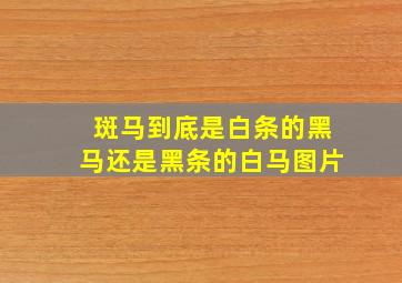 斑马到底是白条的黑马还是黑条的白马图片