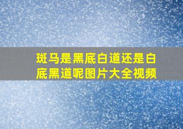 斑马是黑底白道还是白底黑道呢图片大全视频