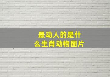 最动人的是什么生肖动物图片