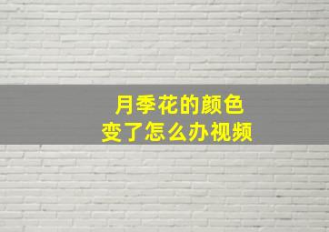 月季花的颜色变了怎么办视频