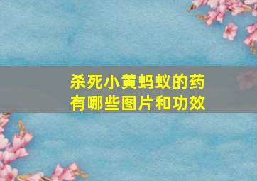 杀死小黄蚂蚁的药有哪些图片和功效