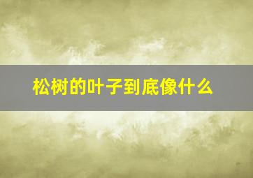 松树的叶子到底像什么