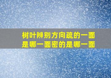 树叶辨别方向疏的一面是哪一面密的是哪一面